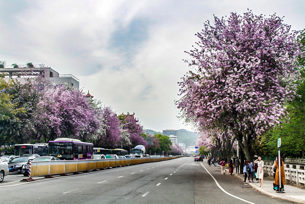 這么多年,終于來(lái)西禪寺工業(yè)路拍了羊蹄甲,真是醉倒一大片